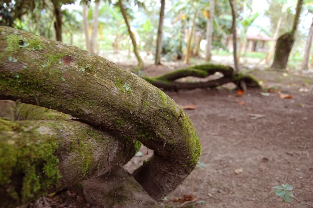 blog chamanes en espana blogque es un retiro de ayahuasca